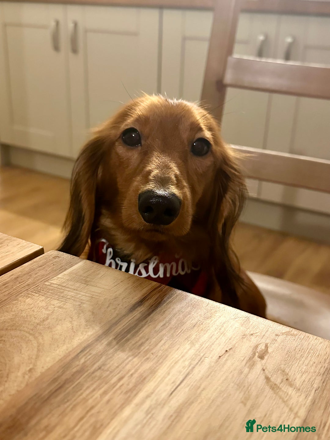 Miniature Dachshund dogs for sale: Gorgeous cheeky Cooper - Advert 4