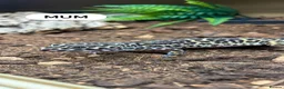 Gecko reptiles for sale: Female leopard gecko  - Advert 5