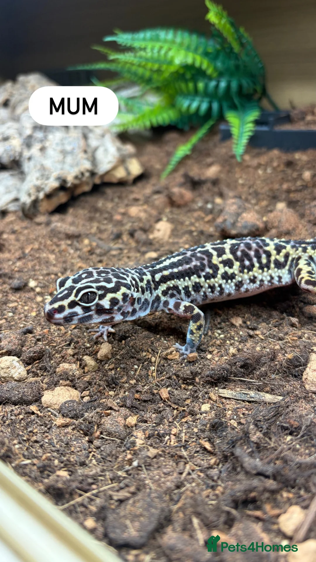 Gecko reptiles for sale: Female leopard gecko  - Advert 5