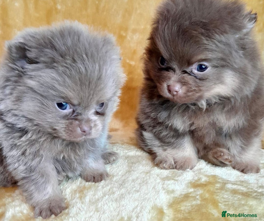 Pomeranian dogs for stud: Cobee (PROVEN)  ( STUD ONLY ) (PRODUCING MERLES)   in Liverpool - Advert 30