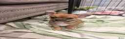 Chihuahua dogs for sale: Smooth Coat Chihuahua Puppies - Advert 14