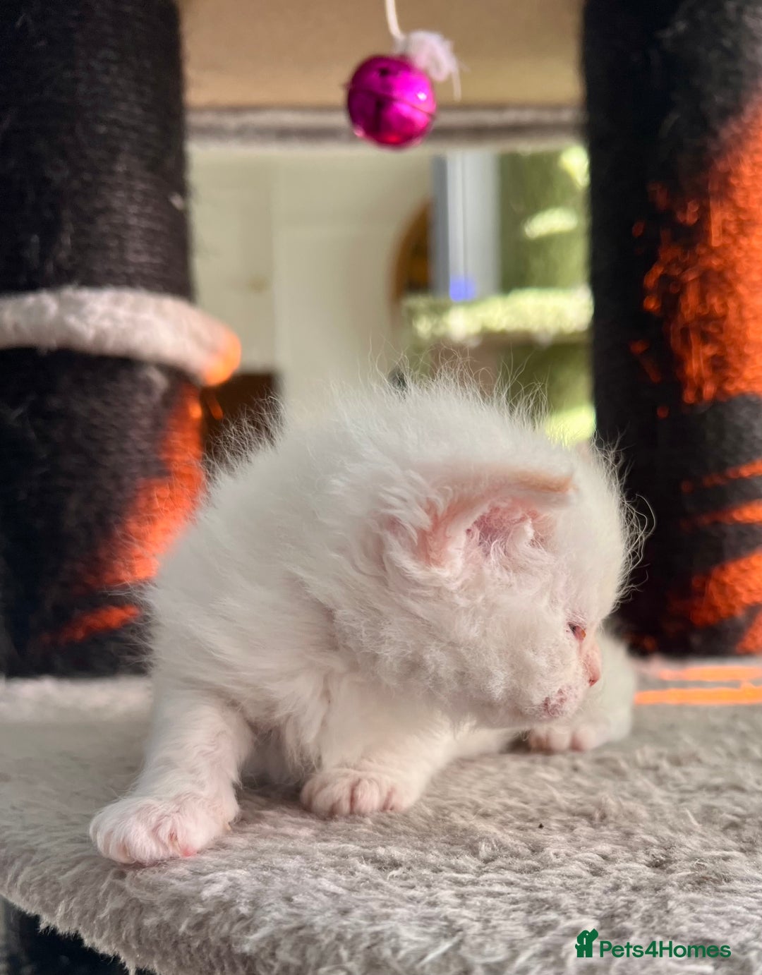 Selkirk Rex cats for sale: Stunning Selkirk rex kittens - Advert 35