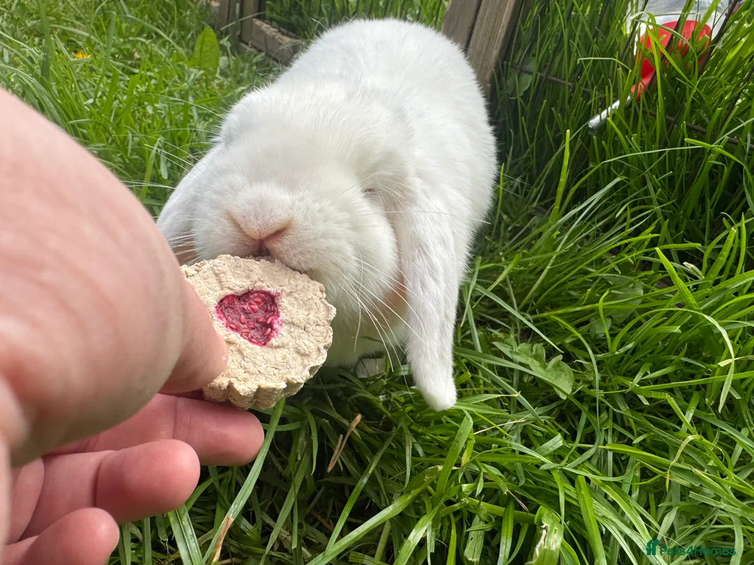 Mini Lop rabbits for sale: Mini lop does  - Advert 6