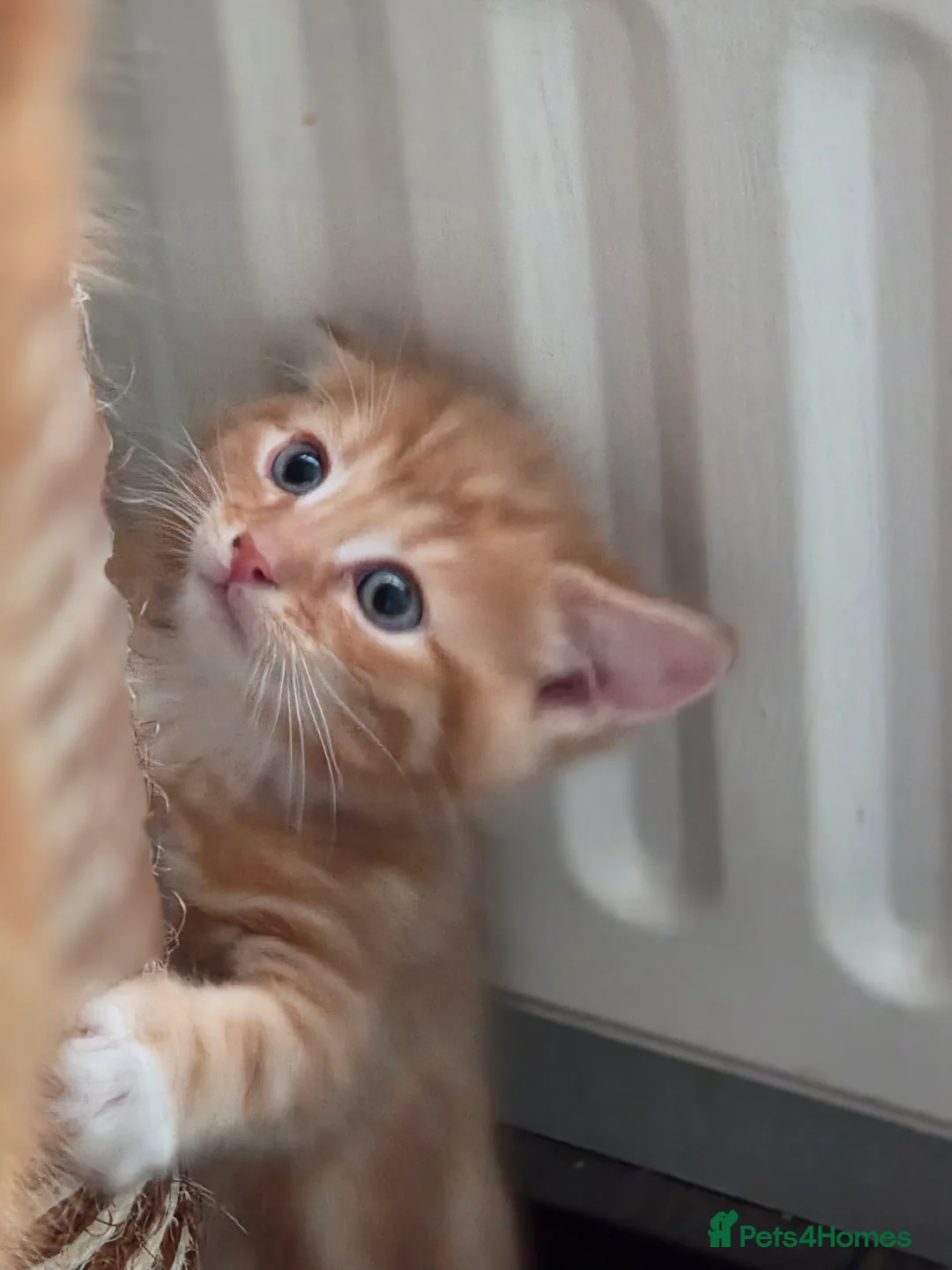 Mixed Breed cats for sale: Stunning male kitten - Advert 5