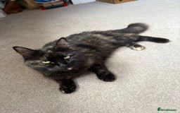 Mixed Breed cats for sale: Little Black Beauties - Image 10