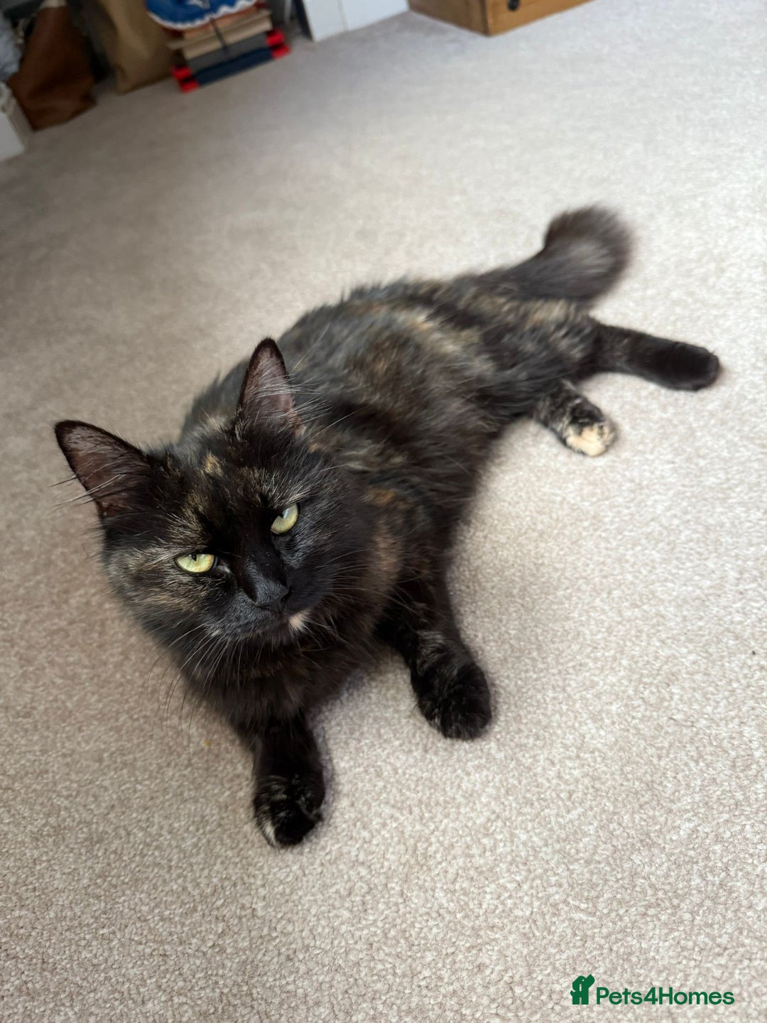 Mixed Breed cats for sale: Little Black Beauties - Image 10