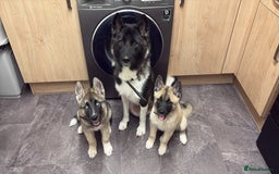 Mixed Breed dogs for sale: 13 weeks old American Akita mix - Image 4