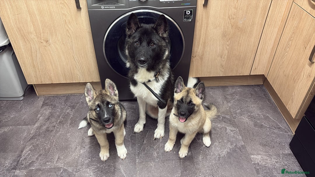 Mixed Breed dogs for sale: 13 weeks old American Akita mix - Image 4