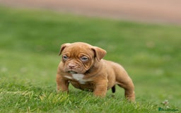 American Bully dogs for sale: RemmyXHienz litter 6 beautiful puppies  - Image 9