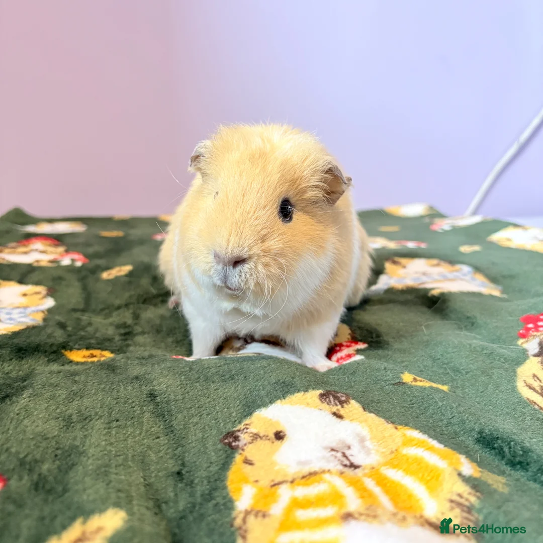 Guinea Pig rodents for sale: Beautiful Guniea pigs for sale Girls & boys  in Nottingham - Advert 2