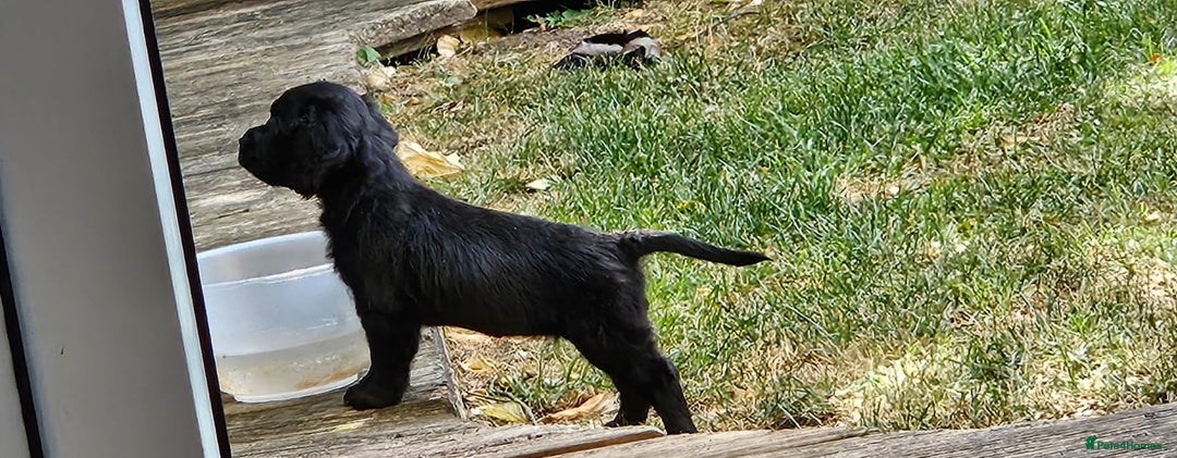Cocker Spaniel dogs for sale: Cockerspaniel black girl - Image 5