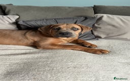 Cane Corso dogs for sale: Cane corso x Boerboel🩷 - Image 4