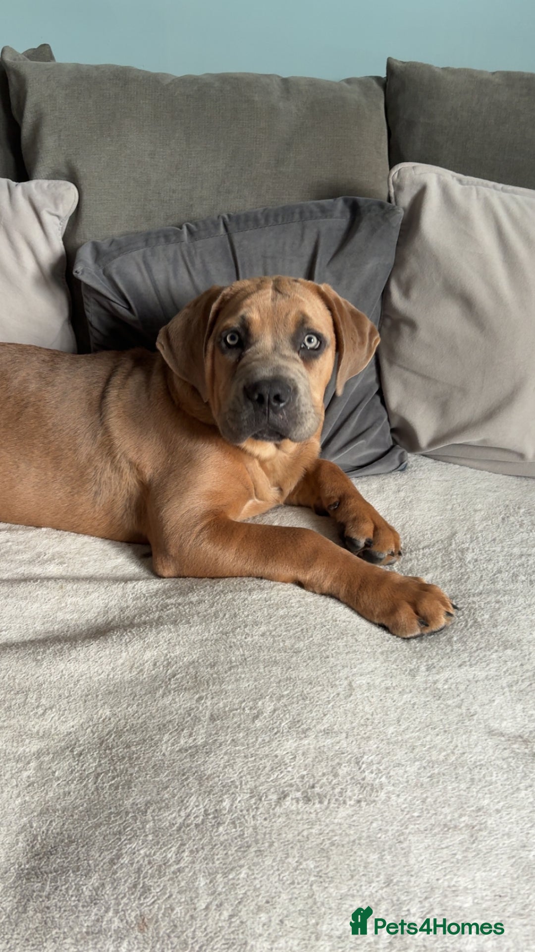 Cane Corso dogs for sale: Cane corso x Boerboel🩷 - Image 4