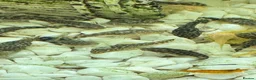 Plecos fish for sale: Bristlenose pleco in Hull - Advert 2