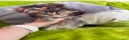 British Longhair cats for sale: British Longhair Kittens in London - Advert 20