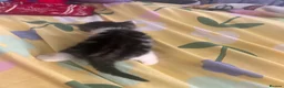 Mixed Breed cats for sale: 5 gorgeous kittens for sale - Advert 8