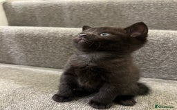 British Shorthair cats for sale: Stunning Brown/Grey Mix British Shorthair Kittens - Advert 11