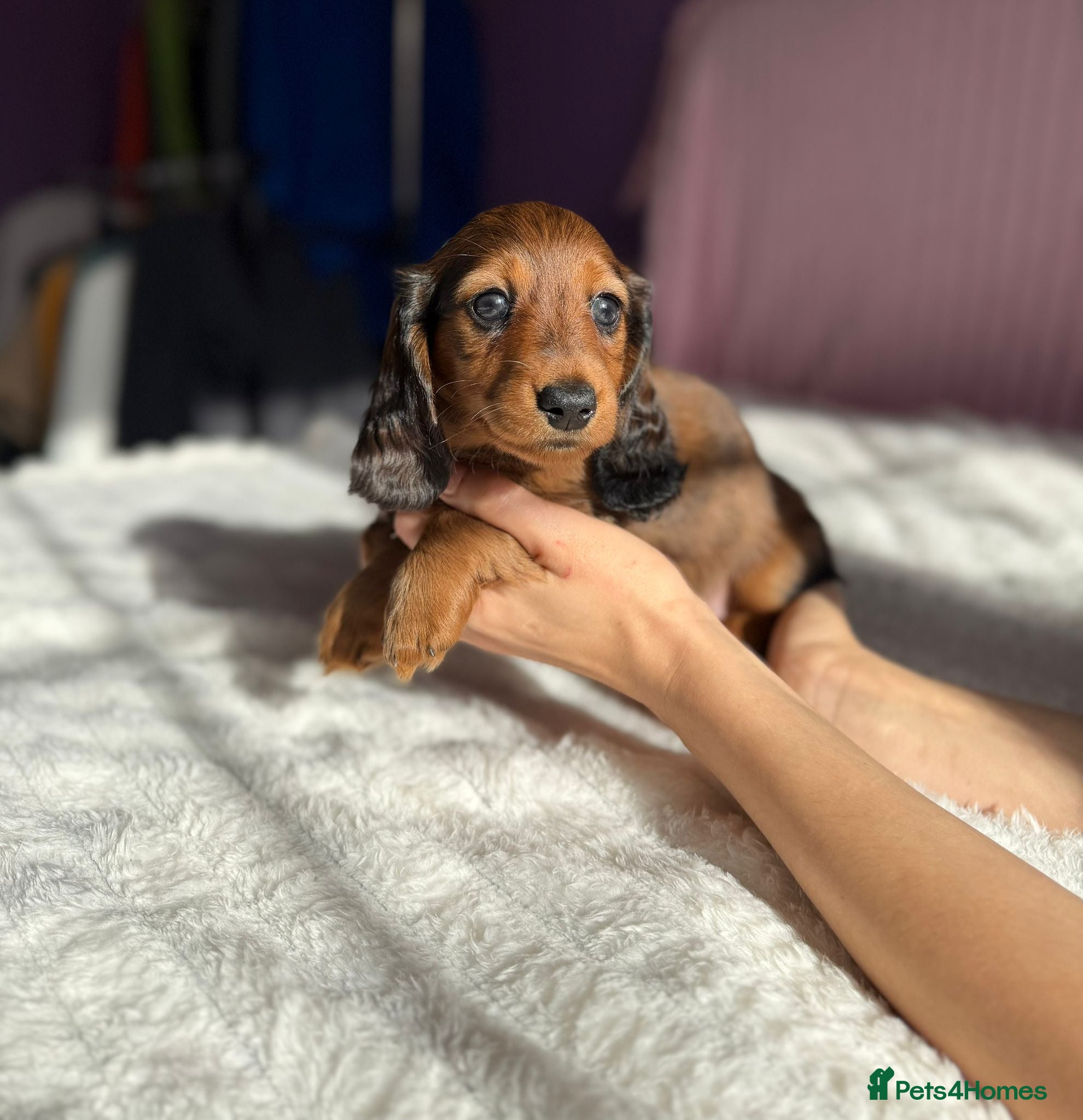 Miniature Dachshund dogs 4 dapple 2 shaded red Lh puppies,Pra clear - Advert 3