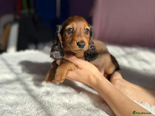 Miniature Dachshund dogs 4 dapple 2 shaded red Lh puppies,Pra clear - Advert 3