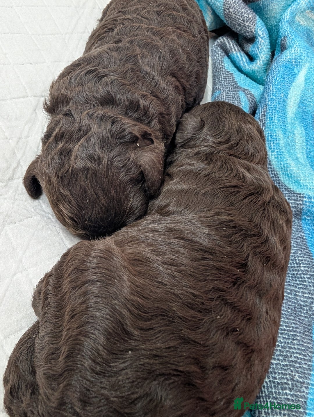 Toy Poodle dogs for sale: Pedigree Chocolate Toy Poodle  - Advert 10