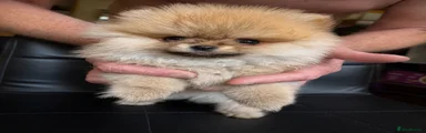 Pomeranian girl 