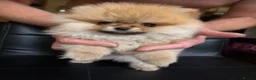 Pomeranian dogs for sale: Ready for Triple the Fluff! Our Pomeranian Trio  - Advert 17