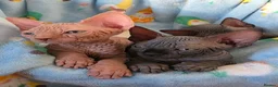Sphynx cats for sale: ✨ Exceptional Sphynx Kittens Available ✨ - Advert 12