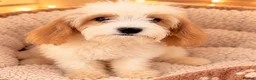 Cavapoo dogs for sale: 🤎✨ Toy Cavapoo Looking for His Forever Home 🐾 in Accrington - Advert 4