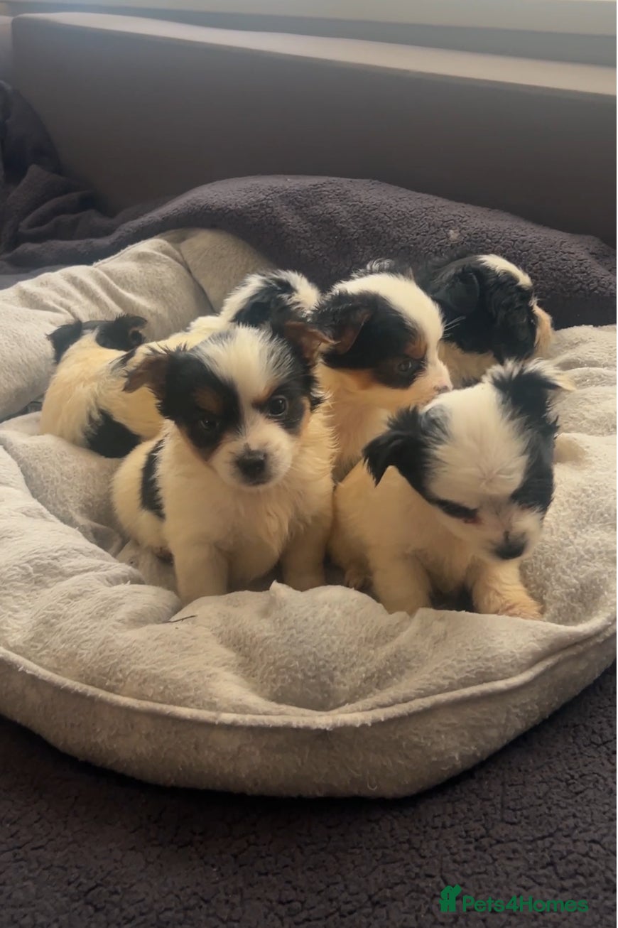 Biewer Terrier dogs Beautiful Biewer terrier puppies for sale  - Advert 2