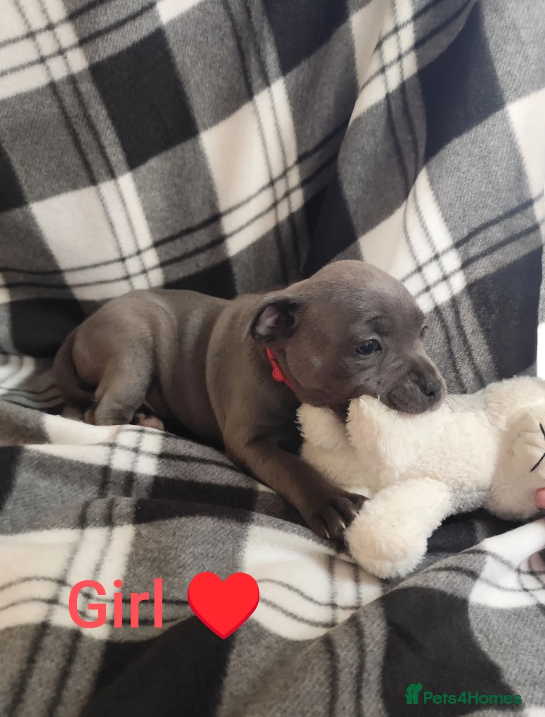 Staffordshire Bull Terrier dogs for sale: Staffordshire bull terrier  - Advert 2