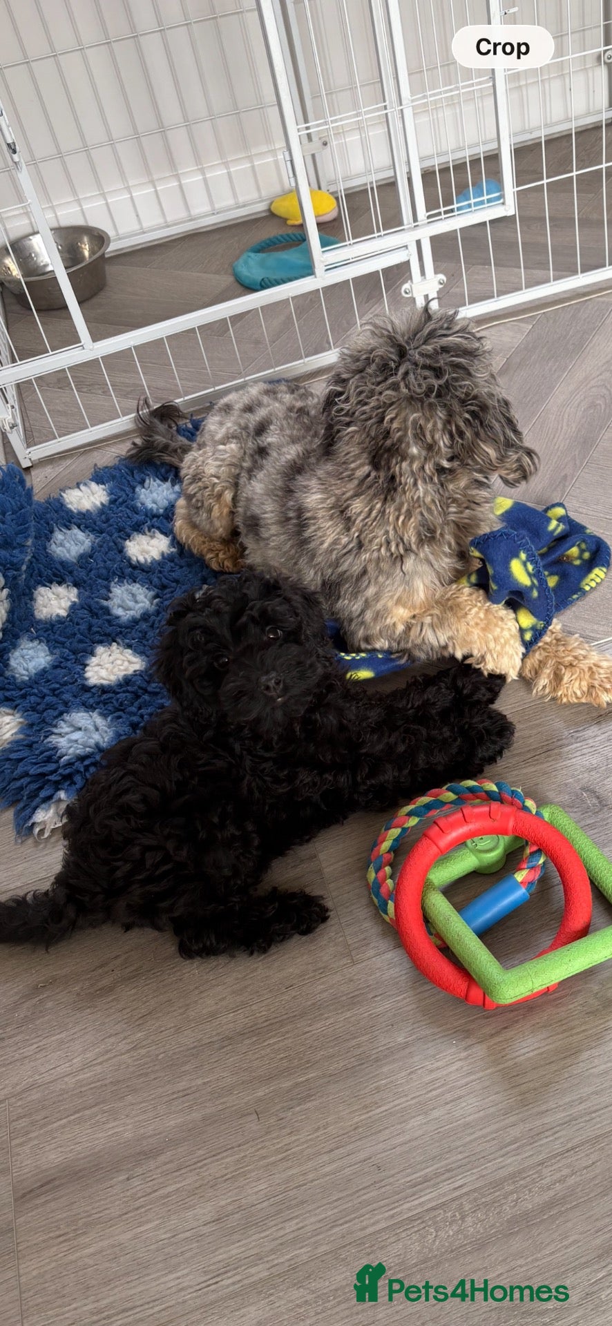 Cavapoo dogs Exceptional health tested Cavapoo puppies - Advert 2