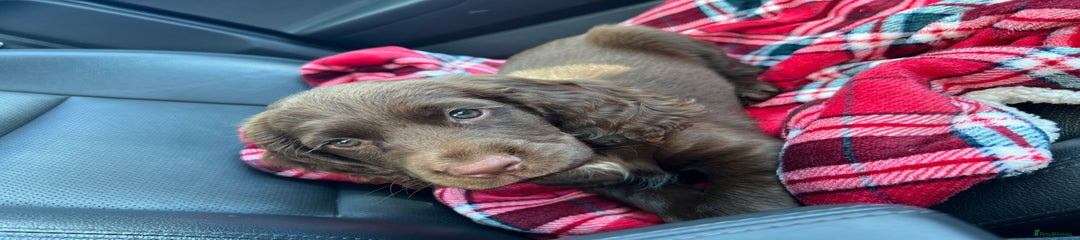Sprocker Puppy 1