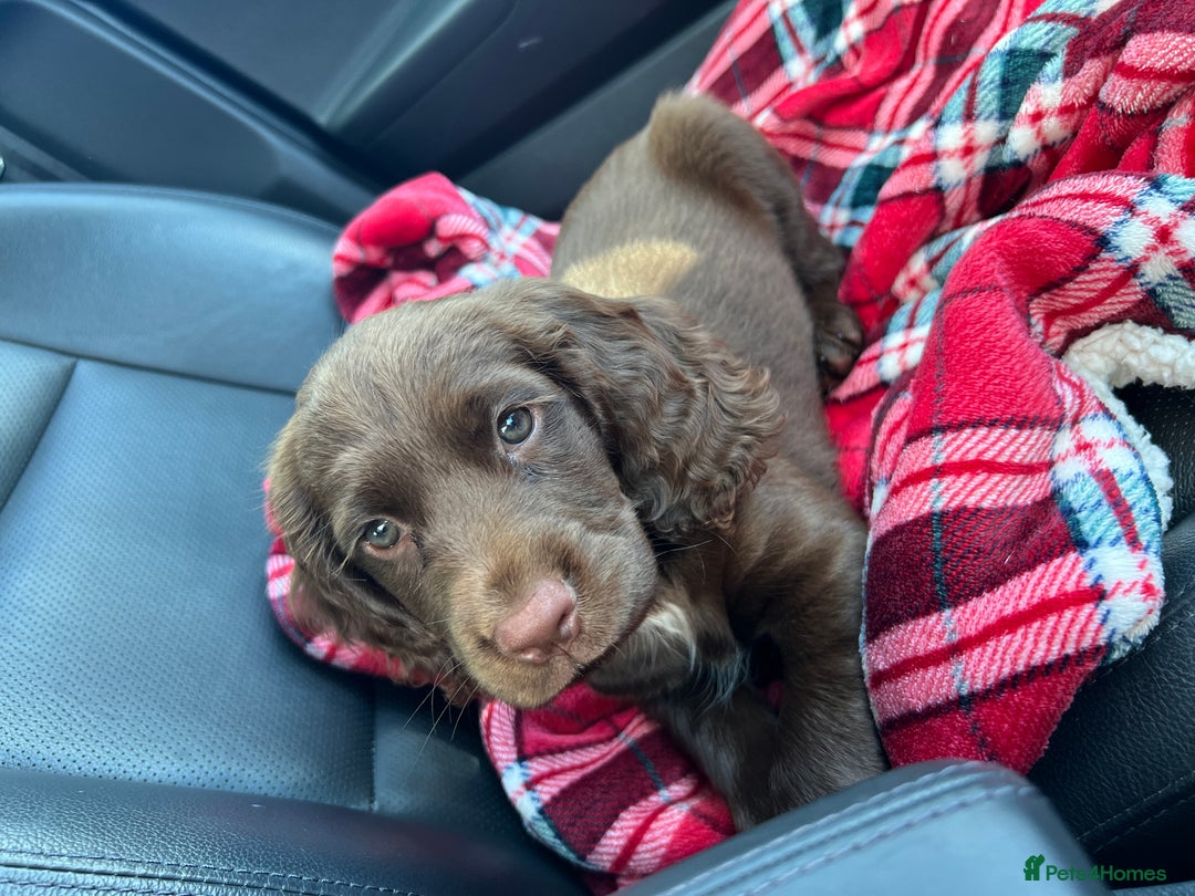 Sprocker dogs for sale: Sprocker spaniel  - Image 4