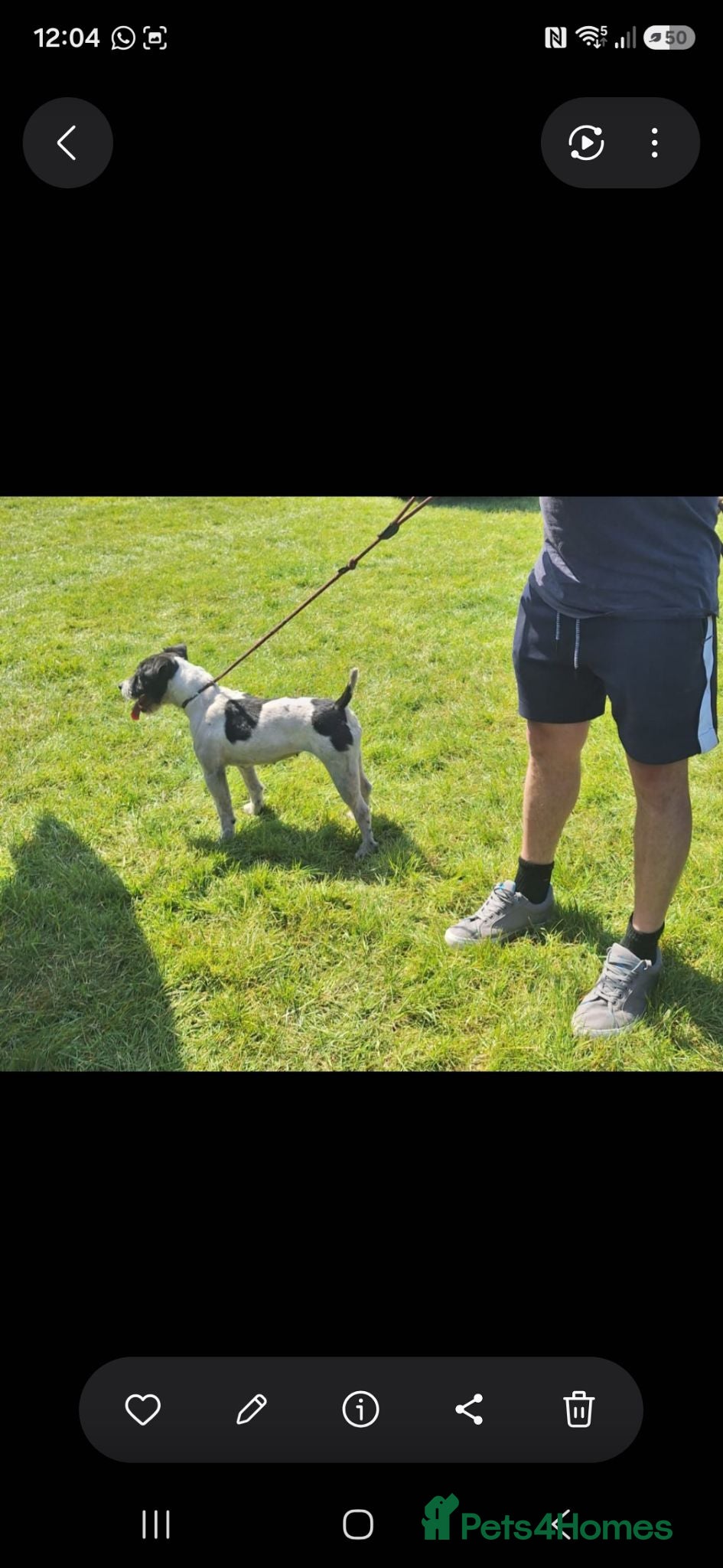 Jack Russell dogs Jack russell pups - Advert 9
