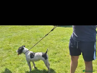Jack Russell dogs Jack russell pups - Advert 3