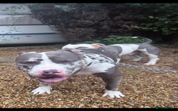 American Bully dogs for sale: Abkc Pocket Bully X Abkc classic Bully puppies - Image 21