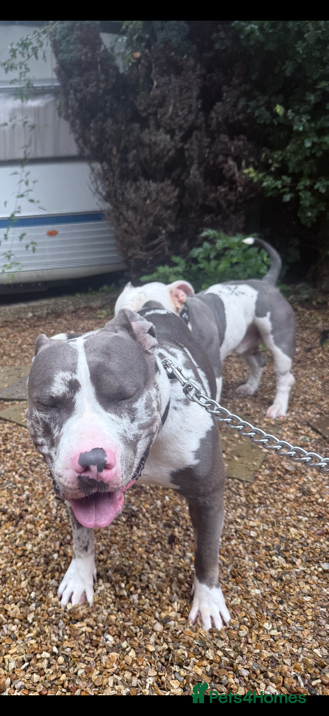 American Bully dogs for sale: Abkc Pocket Bully X Abkc classic Bully puppies - Image 21