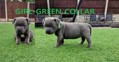 Staffordshire Bull Terrier dogs - Advert 1