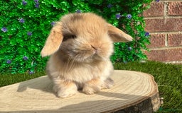 Mini Lop rabbits for sale: Stunning mini lops - Image 35