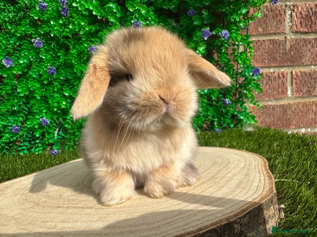 Mini Lop rabbits for sale: Stunning mini lops - Image 35