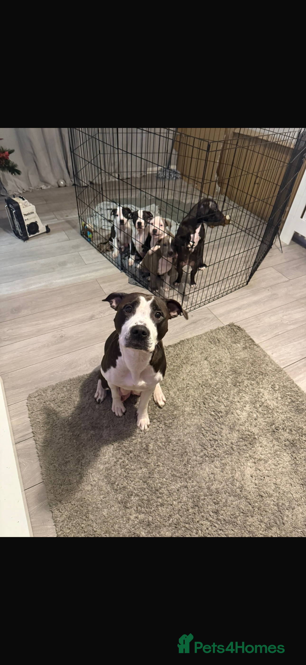 Staffordshire Bull Terrier dogs Beautfuil staffie puppies. For sale   - Advert 5