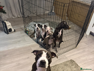 Staffordshire Bull Terrier dogs Beautfuil staffie puppies. For sale - Advert 13
