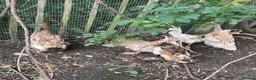 Ducks poultry for sale: 5 female ducks  in Petersfield - Advert 12
