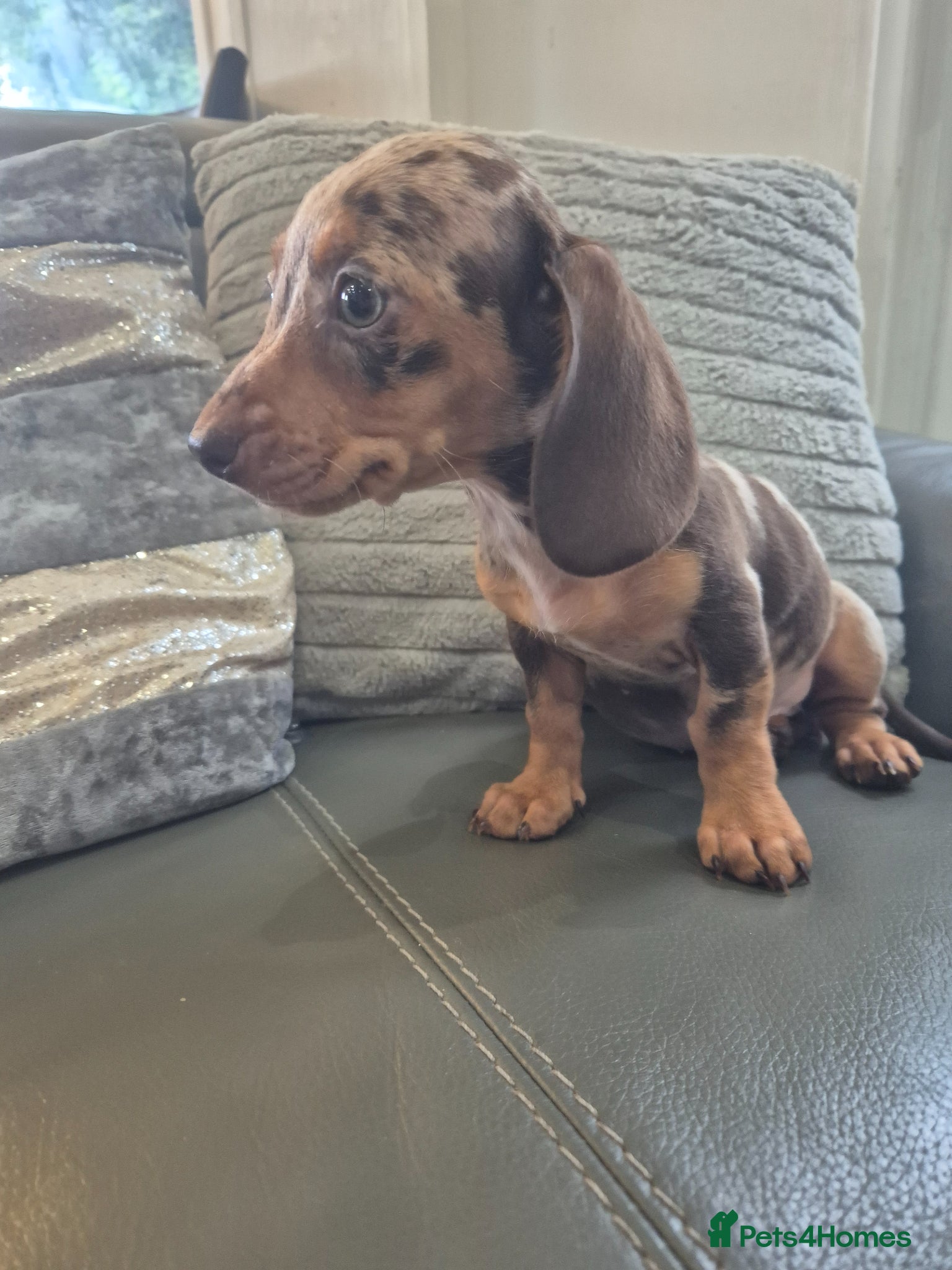 Miniature Dachshund dogs Last 2 KC Dachshunds  girls - Ready now - Advert 2