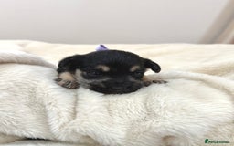 Jack Russell dogs for sale: Much Wenlock Jack Russell Pups  - Image 5