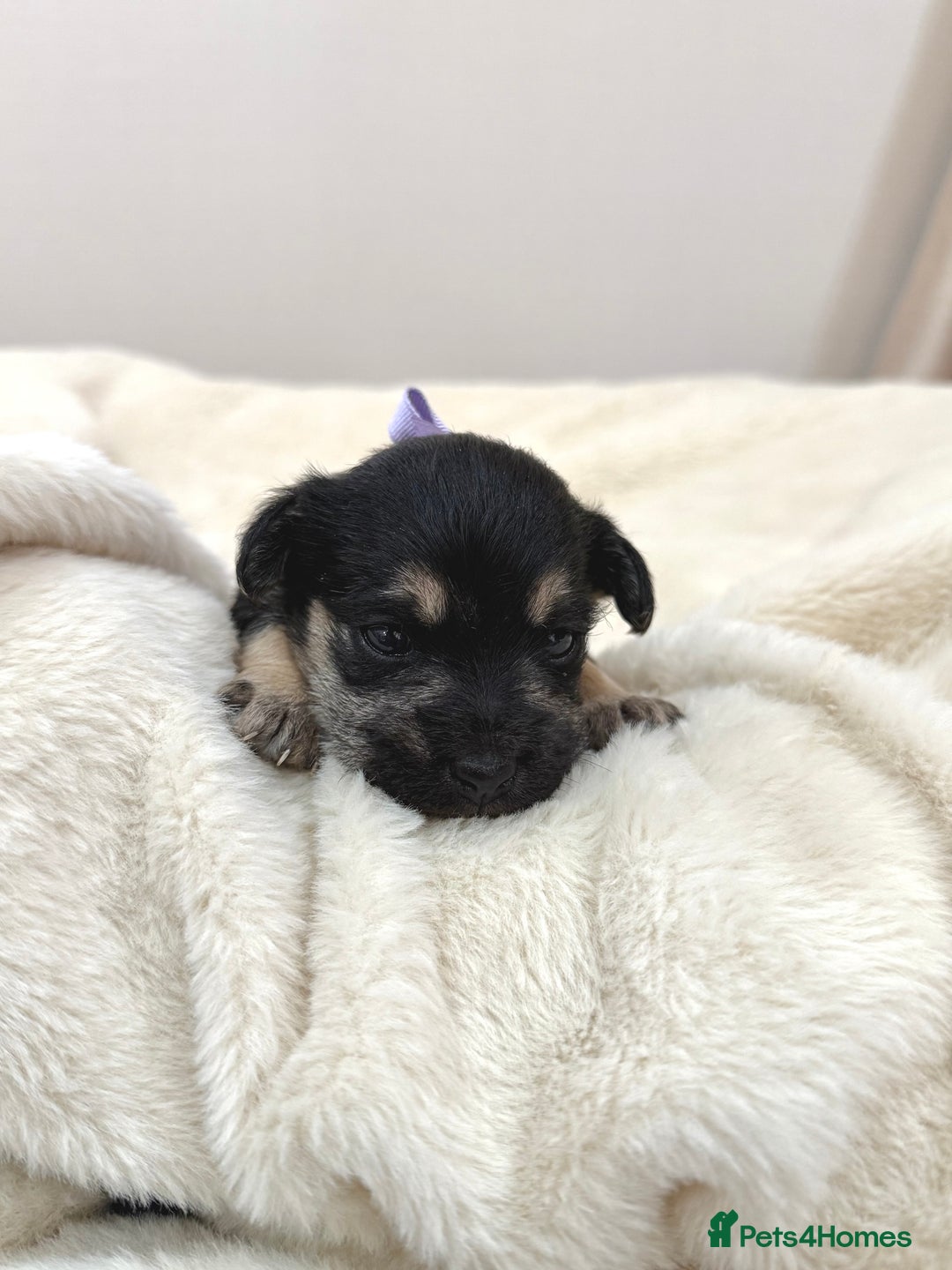 Jack Russell dogs for sale: Much Wenlock Jack Russell Pups  - Image 5