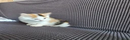 Mixed Breed cats for sale: Kittens available  in Bradford - Advert 7