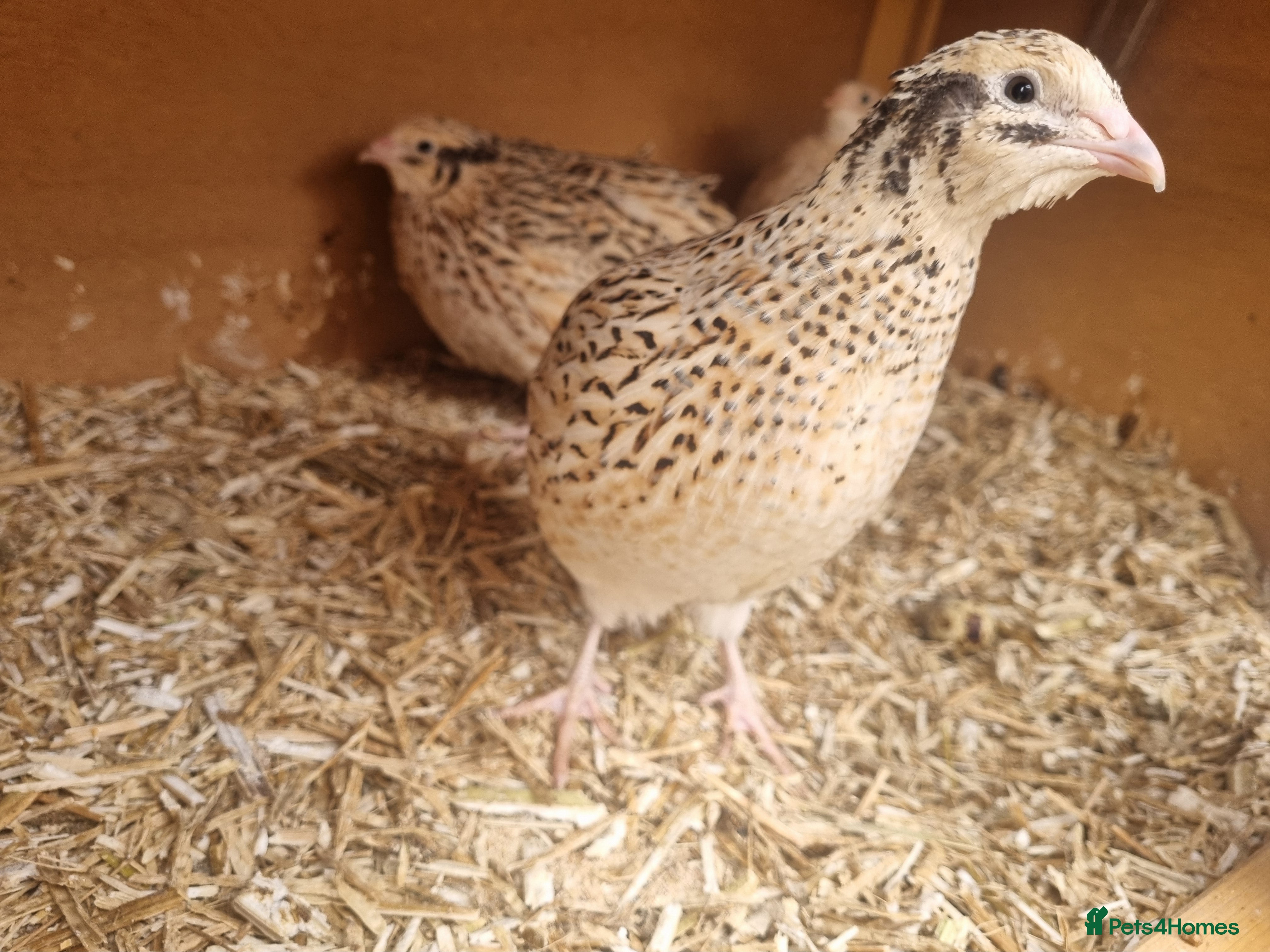 Quail poultry Trio of quail females laying - Advert 13