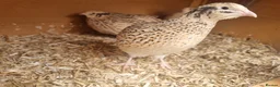 Quail poultry for sale: Trio of quail females laying - Advert 1