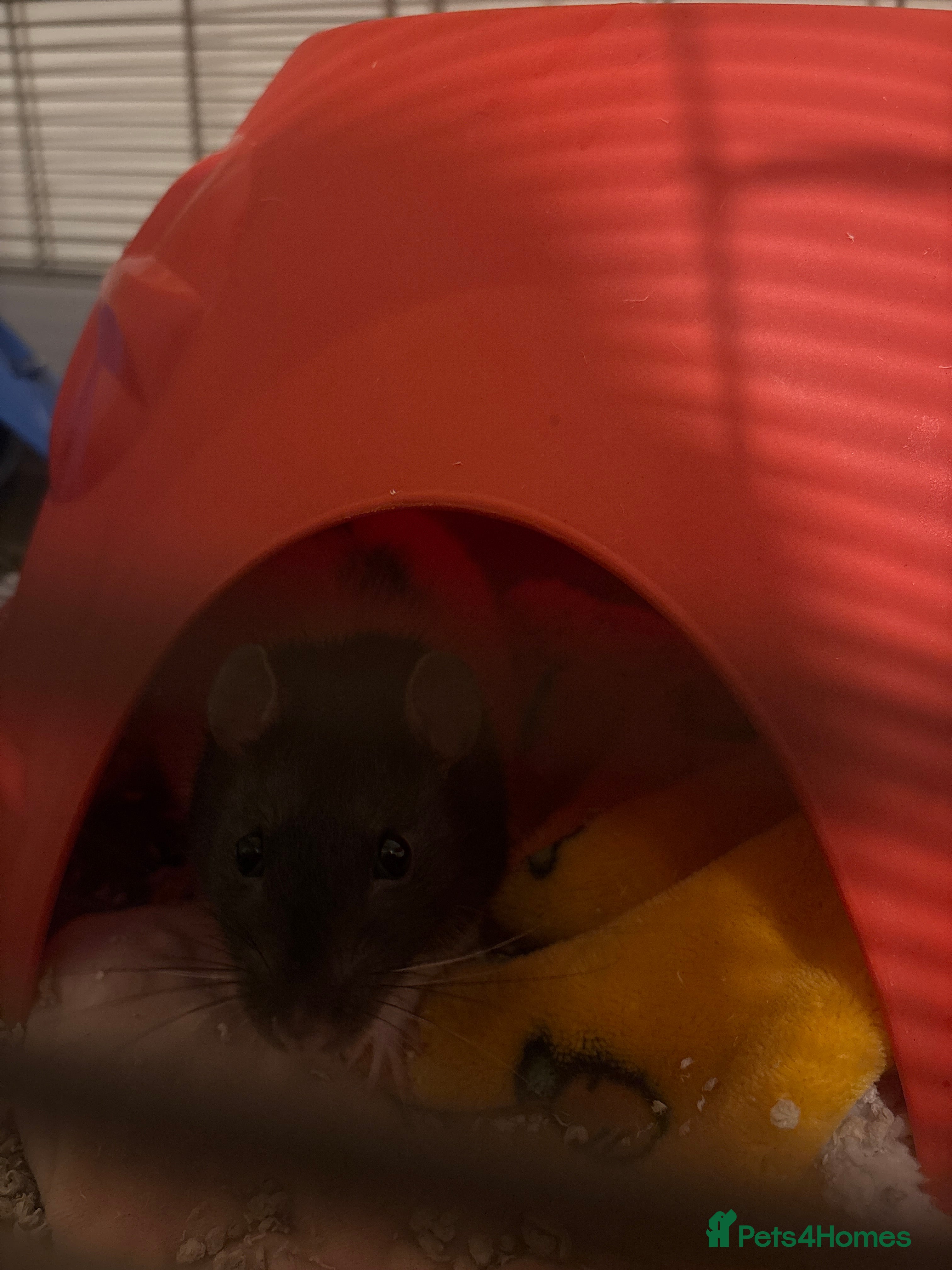 Rat rodents Rescue rat for adoption - Advert 1